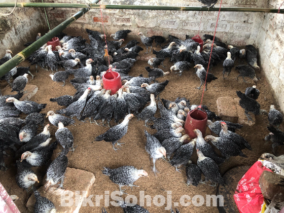 ফাউমি মুরগি